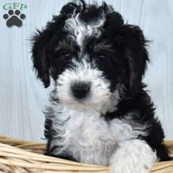 Marshall/Mini Bernedoodle									Puppy/Male	/December 21st, 2025,Marshall is a friendly F1B Miniature Bernedoodle puppy who loves to play and is available to a forever family. This handsome boy comes home with a 30 day health guarantee and an extended genetic health guarantee, both provided by the breeders. Marshall has been seen by a vet and is up to date on shots and de-wormer. This cutie-pie is socialized, family raised with children, and ready to meet you!