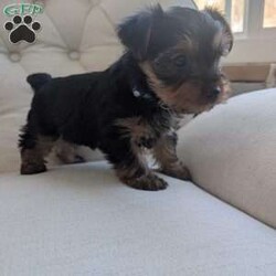 Jenna/Yorkie									Puppy/Female	/December 16th, 2025,Meet Jenna! This affectionate Yorkie puppy is vet checked & up to date on shots & wormer. She can be registered with the ACA, plus comes with a 30 day health guarantee provided by the breeder! Jenna is well socialized & can’t wait to join in on all the fun at your place!