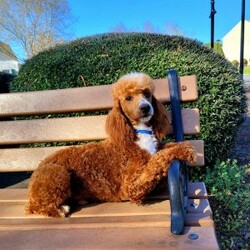 Daisy/Cavapoo									Puppy/Female	/11 Weeks,Turn winter’s gray days into warm moments with the perfect puppy! My name is Daisy and I have the sweetest little cavapoo face you have ever seen! I am sure with one look into my warm, sweet eyes I’ll be sure I will have captured your heart already! I am very happy, playful and very kid friendly! I stand out above the rest with my beautiful red coat with white markings and my sweet puppy eyes!! Full of personality and always ready to give amazing puppy kisses, I would love to fill your home with all of my puppy love! I have been vet checked and I am up to date on vaccinations and dewormings and I will also come with a 1-year guarantee with the option of extending it to a 3-year guarantee.  Shipping is available, so distance is not an issue! My mother is a Sunshine, sweet, loving 14# Cavalier, and my father is Blake, a 17# mini poodle! That makes me an F1 cavapoo and I will grow to approx. 14-17# and I will be hypoallergenic and nonshedding!! Why wait when you know I am meant to be yours? Call or text Martha to make me the newest addition to your family and get ready to spend a lifetime of tail wagging fun!   (7% sales tax on in home pickups)  
