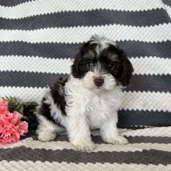 Mason/Maltipoo									Puppy/Male	/8 Weeks,Meet our adorable Maltipoo puppy! Our goal is to raise happy and healthy puppies! Each puppy is well socialized and played with daily by our children! This puppy is up to date on all vaccines and dewormer! It will come with vet papers and a 1 year health guarantee! Call or text to reserve this cuddly pup!