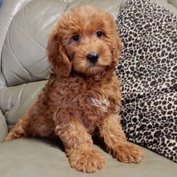 Kole/Mini Goldendoodle									Puppy/Male	/12 Weeks,Get ready for some puppy snuggles! My name is Kole and I’m the sweetest F1b mini goldendoodle! One look into my warm, loving eyes and at my super soft fluffy coat and I’ll be sure to have captured your heart already! I’m very happy, playful and very kid friendly and I would love to fill your home with all my puppy love!! I have a very sweet personality, and I love giving kisses. I stand out above the rest with my sweet, loving personality and my beautiful red coat and my cute puppy eyes! I will come to you vet checked and up to date on all vaccinations and dewormings . I come with a 1-year guarantee with the option of extending it to a 3-year guarantee and shipping is available! My mother is Jody, an F1 Goldendoodle weighing 35# and my father is Atlas, an AKC 16# mini Poodle and he is genetic tested! Both of my parents are very sweet and kid friendly which will make me the same!! I will grow to approx. 20-25# and I will be hypoallergenic and non shedding!!!… Why wait when you know I’m the one for you? Call or text Martha to make me the newest addition to your family and get ready to spend a lifetime of tail wagging fun with me! (7% sales tax on in home pickups)