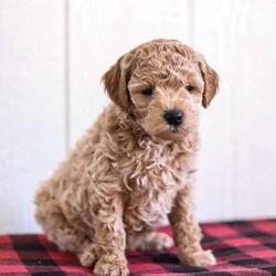 Buddy/Mini Goldendoodle									Puppy/Male	/December 21st, 2025,Say hello to a totally cute and lovable Mini Goldendoodle puppy named Buddy! He is friendly and playful. He has been raised in the house with regular playtime and socializing. His mother is on the premises for you to see and meet. He comes with a vet check, shots, dewormer and a health guarantee. If you think Buddy would make the perfect new bestie for you, call us now! We would love to answer any questions you may have! 