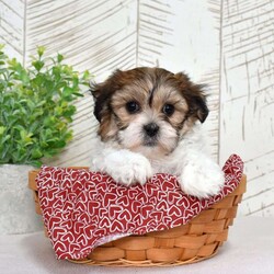 Kiwi/Teddy Bear									Puppy/Female	/December 30th, 2025,Kiwi is tiny, sweet, and packed with personality. Shichons are known for their affectionate hearts and playful streak, and she brings both in full force. She’s the type to follow you everywhere, supervise your daily tasks, and then demand belly rubs as payment. Soft, fluffy, and full of sparkle — Kiwi is equal parts cuddle bug and little comedian.
