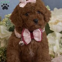 Zoe/Toy Poodle									Puppy/Female	/7 Weeks,Hello, we have a litter of Red Toy poodles that are now ready to go to their new homes, these are NOT some backyard bred mixed breed pups, these are AKC Registered purebred poodle pups from Champion Show Lines, I have 4 Males and 1 Female available, they will be up to date on vaccinations and deworming, they will also come with their AKC paperwork along with their shot records etc, my pups have been raised indoor under foot since birth, they have been fed premium food and filtered water since being weaned, they are super cute, playful and very loving, my pups will range in the 6.5 to 9lbs range when they are full grown, Ive got two males that are going to be on the smaller side (6 ish lbs wen full grown) and 2 males that will be a little bigger (7 to 9Lbs) we are looking for loving families that plan on taking great care of the puppy, no breeders or Kennels, only loving homes where they will live inside snuggled up with you, call or text if you would like to come see the pups, both Mom and Dad are here on site so you are welcome to come meet them as well, if you are not in the area we can meet at a halfway point as long as its a reasonable distance (within two hours) call or text