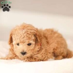 Noah/Maltipoo									Puppy/Male	/January 7th, 2026,Noah is a tan male Maltipoo puppy raised in a hands-on family environment with thoughtful early development and daily interaction. He receives daily interaction and thoughtful development to help him grow into a confident, well-adjusted companion.