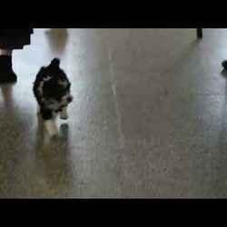 Marshall/Mini Bernedoodle									Puppy/Male	/December 21st, 2025,Marshall is a friendly F1B Miniature Bernedoodle puppy who loves to play and is available to a forever family. This handsome boy comes home with a 30 day health guarantee and an extended genetic health guarantee, both provided by the breeders. Marshall has been seen by a vet and is up to date on shots and de-wormer. This cutie-pie is socialized, family raised with children, and ready to meet you!