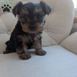 Jenna/Yorkie									Puppy/Female	/December 16th, 2025,Meet Jenna! This affectionate Yorkie puppy is vet checked & up to date on shots & wormer. She can be registered with the ACA, plus comes with a 30 day health guarantee provided by the breeder! Jenna is well socialized & can’t wait to join in on all the fun at your place!
