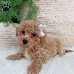 Toby/Bich-Poo									Puppy/Male	/9 Weeks,Meet Toby! He is an adorable Bichpoo puppy! He loves cuddles and all the attention! He is up to date on vaccines, and deworming. And has had a clear vet check done.The momma to these babies is a beautiful Bichon weighing around 12 pounds. And the dad a beautiful Mini poodle weighing 10 pounds. For more information call or text Mary Sue. A $200 deposit will reserve him and is nonrefundable. 
