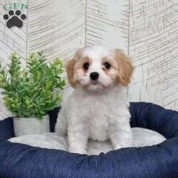 Giselle/Cavachon									Puppy/Female	/December 24th, 2025,Graceful, glamorous, and just a little bit dramatic (in the cutest way possible), Giselle has that classic Cavachon sweetness mixed with playful charm. She adores being the center of attention and carries herself like the princess of the living room. Expect soft curls, soulful eyes, and a heart that’s pure gold. She’s affectionate, eager to please, and always ready for her close-up.