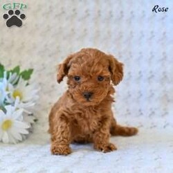 Rose/Toy Poodle									Puppy/Female	/9 Weeks,Our adorable Toy Poodle puppies are ready to find a loving home! These sweet, affectionate little companions have been raised with care and attention, making them well-socialized, playful, and eager to bond with their new families. Toy Poodles are known for their intelligence, gentle nature, and hypoallergenic coats, making them a wonderful choice for families, singles, or seniors alike. 