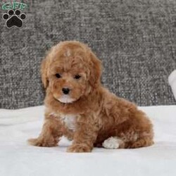 Kirk/Havapoo									Puppy/Male	/8 Weeks,This is a gorgeous litter of family/house raised havapoo puppies. Their mom is a havapoo, and their dad is a toy poodle. They have dark red colored coats, and are well socialized and looking for their new forever homes. They are up to date on their vaccinations and dewormings, and have been vet checked. Feel free to call with questions, or to set up a time to come visit them. Thanks,