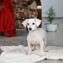 Miles/Bichon Frise									Puppy/Male	/7 Weeks,Hi, I’m Miles! I’m a very cute little Bichon puppy with the softest, fluffiest white coat and the happiest little wiggle you’ve ever seen. I love to bounce around and play, chasing toys and making everyone laugh with my silly puppy antics. When I’m not exploring or showing off how adorable I am, I’m happiest cuddled up close, soaking up all the love and giving sweet little puppy kisses. I have a bright, cheerful personality and a heart full of affection, and I can’t wait to be someone’s best friend forever!