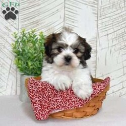 Kai/Teddy Bear									Puppy/Male	/December 30th, 2025,Kai may be small, but his confidence says otherwise. Shichons are bold little bundles of personality, and he wears it proudly. He’s playful, affectionate, and always ready to be involved in whatever you’re doing (yes, even folding laundry). With his fluffy coat and happy-go-lucky attitude, Kai brings energy, laughter, and nonstop tail wags wherever he goes.