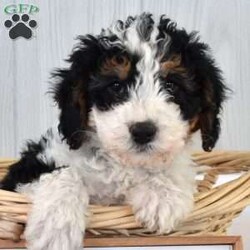 Mia/Mini Bernedoodle									Puppy/Female	/December 21st, 2025,Mia is a friendly F1B Miniature Bernedoodle puppy who loves to play and is available to a forever family. This beautiful girl comes home with a 30 day health guarantee and an extended genetic health guarantee, both provided by the breeders. Mia has been seen by a vet and is up to date on shots and de-wormer. This cutie-pie is socialized, family raised with children, and ready to meet you!