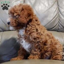Lenny/Mini Goldendoodle									Puppy/Male	/12 Weeks,Looking for the perfect puppy to add sunshine to these chilly winter days? Look no further! My name is Lenny and I’m the sweetest F1b mini goldendoodle! One look into my warm, loving eyes and at my super soft fluffy coat and I’ll be sure to have captured your heart already! I’m very happy, playful and very kid friendly and I would love to fill your home with all my puppy love!! I have a very sweet personality, and I love giving kisses. I stand out above the rest with my sweet, loving personality and my beautiful red coat with white markings and my cute puppy eyes! I will come to you vet checked and up to date on all vaccinations and dewormings . I come with a 1-year guarantee with the option of extending it to a 3-year guarantee and shipping is available! My mother is Ellie, an F1 Goldendoodle weighing 23# and my father is Louie, a 12# mini Poodle and he is genetic tested! Both of my parents are very sweet and kid friendly which will make me the same!! I will grow to approx. 15-20# and I will be hypoallergenic and non shedding!!!… Why wait when you know I’m the one for you? Call or text Martha to make me the newest addition to your family and get ready to spend a lifetime of tail wagging fun with me! (7% sales tax on in home pickups)