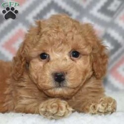 Peanut/Bich-Poo									Puppy/Male	/December 1st, 2025,Peanut is a sweet Bich Poo puppy with a golden coat and charming white accents. His playful, goofy personality makes him impossible not to love. Peanut thrives on interaction and loves being part of family life.
