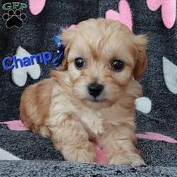 Champ/Toy Poodle Mix									Puppy/Male	/8 Weeks,Meet sweet lil Champ!! Family raised with love well socialized with children and adults caring heart who will always be there comforting you with lots of love! We have 3 children so our fur-babies get lots of attention/Snuggles!!!! If you want to meet, contact Susan to schedule a visit im a at home mom so im pretty available! You would get along vet certificate, microchip numbers, health records, warranty that’s good for up to 1 year and a lil baggy food!! 