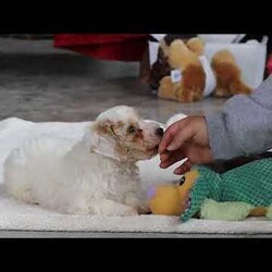 Miles/Bichon Frise									Puppy/Male	/7 Weeks,Hi, I’m Miles! I’m a very cute little Bichon puppy with the softest, fluffiest white coat and the happiest little wiggle you’ve ever seen. I love to bounce around and play, chasing toys and making everyone laugh with my silly puppy antics. When I’m not exploring or showing off how adorable I am, I’m happiest cuddled up close, soaking up all the love and giving sweet little puppy kisses. I have a bright, cheerful personality and a heart full of affection, and I can’t wait to be someone’s best friend forever!
