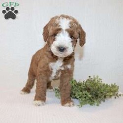 Andy/Miniature Poodle									Puppy/Male	/7 Weeks,Take a look at our adorable Miniature Poodle puppies! The mother, May, and father are also both Miniature Poodles. Each of these sweet puppies will come up-to-date on shots and dewormer and will be vet checked. Our puppies will also be AKC registered and will come with a 30-day Health Guarantee! To learn more about our puppies, contact us today!