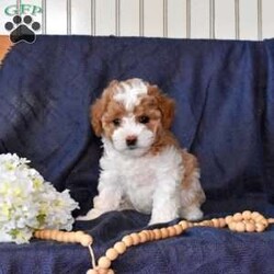 Max/Maltipoo									Puppy/Male	/8 Weeks,Meet your new BFF, Max! This super cute Maltipoo puppy is vet checked & up to date on shots & wormer, plus comes with a health guarantee provided by the breeder! Max is well socialized & currently being family raised with children!