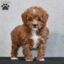 Wyola/Cavapoo									Puppy/Female	/8 Weeks,To contact the breeder about this puppy, click on the “View Breeder Info” tab above.