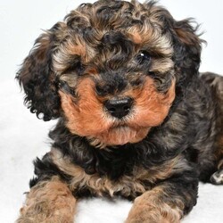 Willow/Cavapoo									Puppy/Female	/December 27th, 2025,Meet Willow, our precious Cavapoo puppy with a heart as sweet as can be Willow has inherited her mama’s loving personality and gentle spirit. She is incredibly sweet-natured, always ready to snuggle up close and soak in all the cuddles and attention she can get. If you’re looking for a little companion who will happily curl up in your lap and follow you around with adoring eyes, Willow is your girl. She has a soft, affectionate temperament that makes her a wonderful fit for families, couples, or anyone wanting a loyal little best friend. Willow thrives on love and connection, and she gives it right back with her warm, cuddly personality. This darling Cavapoo is ready to find her forever home where she can continue spreading joy, snuggles, and unconditional love every single day.