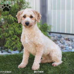 Dallas/Mini Goldendoodle									Puppy/Male	/7 Weeks,Take a look at our adorable Miniature Goldendoodle puppies! The mother, Christina, is a Mini Goldendoodle and father, Johnny Boy, is a Miniature Poodle. Each of these sweet puppies will come up-to-date on shots and dewormer and will be vet checked. Our puppies will also come with a 30-day Health Guarantee! To learn more about our puppies, contact us today!