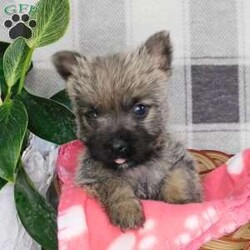 Yvonne/Cairn Terrier									Puppy/Female	/January 19th, 2026,Meet Yvonne! A playful,  active ball of fun! She is the smallest of the litter, but don’t let that fool you,  she can handle her own end just fine! She loves to explore and play.  Se has plenty of energy for lots of fun times!  She is up to date with shots and wormer, she is vet checked and is in excellent health.  She comes with ACA registration papers,  a small bag of her current food and a scent blankie to help smooth the transition to a new home. 
