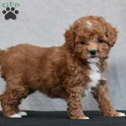 Wyola/Cavapoo									Puppy/Female	/8 Weeks,To contact the breeder about this puppy, click on the “View Breeder Info” tab above.