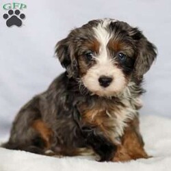 Casey/Cavapoo									Puppy/Male	/9 Weeks,Casey is a stunning male F1 Cavapoo with a striking blue merle coat and a bright, expressive face that immediately draws attention. His unique coloring paired with his soft features gives him a standout presence, while his early temperament appears balanced and attentive. 