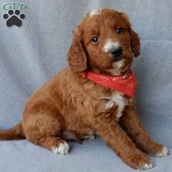 Leo (medium)/Goldendoodle									Puppy/Male	/10 Weeks,Prepare to fall in love!! Look no further! My name is Leo and I’m the sweetest F1b medium sized goldendoodle! One look into my warm, loving eyes and at my super soft fluffy coat and I’ll be sure to have captured your heart already! I’m very happy, playful and very kid friendly and I would love to fill your home with all my puppy love!! I have a very sweet personality, and I love giving kisses. I stand out above the rest with my sweet, loving personality and my beautiful red coat with white markings and my cute puppy eyes! I will come to you vet checked and up to date on all vaccinations and dewormings . I come with a 1-year guarantee with the option of extending it to a 3-year guarantee and shipping is available! My mother is Lulu, our sweet 47# F1 Goldendoodle and my father is Benji, a 30# red Poodle with a great personality and he is genetic tested! Both of my parents are very sweet and kid friendly which will make me the same!! I will grow to approx. 35-40# and I will be hypoallergenic and non shedding!!!… Why wait when you know I’m the one for you? Call or text Martha to make me the newest addition to your family and get ready to spend a lifetime of tail wagging fun with me! (7% sales tax on in home pickups)