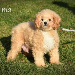 Wyola/Cavapoo									Puppy/Female	/8 Weeks,To contact the breeder about this puppy, click on the “View Breeder Info” tab above.