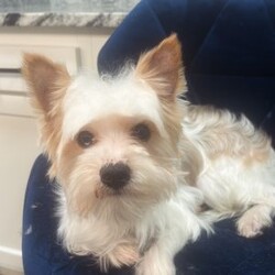 Cyrus/Yorkie									Puppy/Male	/12 Weeks,Cyrus is a handsome white and tan boy with lots of personality very playful and loving will definitely steal your heart out your chest and fill your home with warmth