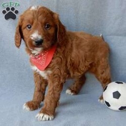 Leo (medium)/Goldendoodle									Puppy/Male	/10 Weeks,Prepare to fall in love!! Look no further! My name is Leo and I’m the sweetest F1b medium sized goldendoodle! One look into my warm, loving eyes and at my super soft fluffy coat and I’ll be sure to have captured your heart already! I’m very happy, playful and very kid friendly and I would love to fill your home with all my puppy love!! I have a very sweet personality, and I love giving kisses. I stand out above the rest with my sweet, loving personality and my beautiful red coat with white markings and my cute puppy eyes! I will come to you vet checked and up to date on all vaccinations and dewormings . I come with a 1-year guarantee with the option of extending it to a 3-year guarantee and shipping is available! My mother is Lulu, our sweet 47# F1 Goldendoodle and my father is Benji, a 30# red Poodle with a great personality and he is genetic tested! Both of my parents are very sweet and kid friendly which will make me the same!! I will grow to approx. 35-40# and I will be hypoallergenic and non shedding!!!… Why wait when you know I’m the one for you? Call or text Martha to make me the newest addition to your family and get ready to spend a lifetime of tail wagging fun with me! (7% sales tax on in home pickups)