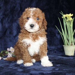 Dallas/Mini Goldendoodle									Puppy/Male	/7 Weeks,Take a look at our adorable Miniature Goldendoodle puppies! The mother, Christina, is a Mini Goldendoodle and father, Johnny Boy, is a Miniature Poodle. Each of these sweet puppies will come up-to-date on shots and dewormer and will be vet checked. Our puppies will also come with a 30-day Health Guarantee! To learn more about our puppies, contact us today!