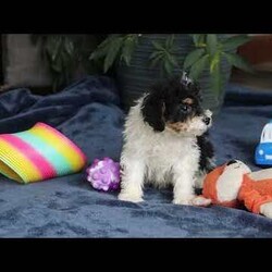 Ricky/Saint Berdoodle									Puppy/Male	/10 Weeks,Meet Ricky, a very cute F1B Miniature Saint Bernedoodle boy with the sweetest personality and the most irresistible fluffy coat! This handsome little guy is full of charm, curiosity, and playful energy, always ready to explore his surroundings or cuddle up right by your side. Ricky has a gentle, loving nature and a happy tail that never seems to stop wagging. He’s smart, affectionate, and eager to please, making him a wonderful companion for families of all ages. Whether he’s romping around during playtime or snuggling in for a cozy nap, Ricky is sure to fill your home with laughter, love, and puppy kisses.