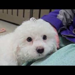 Fluffy/Bichon Frise									Puppy/Male	/9 Weeks,These sweet little ones are looking for their forever home—could that be with you?