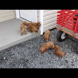 Andy/Miniature Poodle									Puppy/Male	/7 Weeks,Take a look at our adorable Miniature Poodle puppies! The mother, May, and father are also both Miniature Poodles. Each of these sweet puppies will come up-to-date on shots and dewormer and will be vet checked. Our puppies will also be AKC registered and will come with a 30-day Health Guarantee! To learn more about our puppies, contact us today!