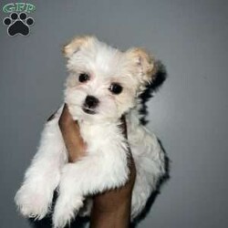 Cyrus/Yorkie									Puppy/Male	/12 Weeks,Cyrus is a handsome white and tan boy with lots of personality very playful and loving will definitely steal your heart out your chest and fill your home with warmth