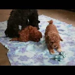 Sophie/Yorkie Poo									Puppy/Female	/November 13th, 2025,Meet your new BFF, Sophie! This precious Yorkie-Poo puppy is vet checked & up to date on shots & wormer, plus comes with a health guarantee provided by the breeder! Sophie is well socialized & currently being family raised!