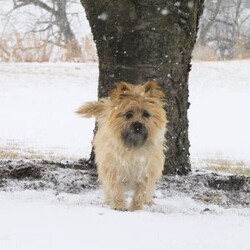 Yvonne/Cairn Terrier									Puppy/Female	/January 19th, 2026,Meet Yvonne! A playful,  active ball of fun! She is the smallest of the litter, but don’t let that fool you,  she can handle her own end just fine! She loves to explore and play.  Se has plenty of energy for lots of fun times!  She is up to date with shots and wormer, she is vet checked and is in excellent health.  She comes with ACA registration papers,  a small bag of her current food and a scent blankie to help smooth the transition to a new home. 