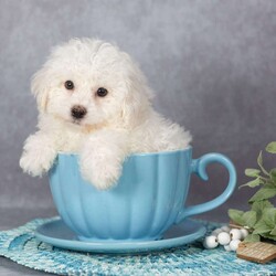 Fluffy/Bichon Frise									Puppy/Male	/9 Weeks,These sweet little ones are looking for their forever home—could that be with you?