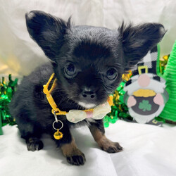Adopt a dog:Louise/Chihuahua/Female/December 24, 2025,Hi, I'm Louise! I'm an 11-week-old female Chihuahua with a beautiful black & tan coat, born on December 24. I'll be ready to go home to my forever family after March 18, once I'm grown enough to leave my litter. When I reach my adult size, I should weigh between 3–5 lbs. I'm CKC registered. I'm ready to be the little ray of sunshine in your life.