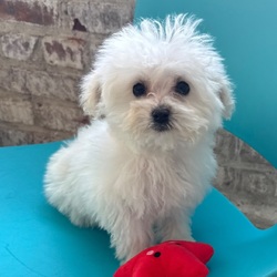 Jake/Bichon Frise/Female/December 20, 2025