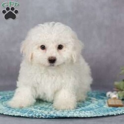 Fluffy/Bichon Frise									Puppy/Male	/9 Weeks,These sweet little ones are looking for their forever home—could that be with you?