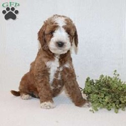 Andy/Miniature Poodle									Puppy/Male	/7 Weeks,Take a look at our adorable Miniature Poodle puppies! The mother, May, and father are also both Miniature Poodles. Each of these sweet puppies will come up-to-date on shots and dewormer and will be vet checked. Our puppies will also be AKC registered and will come with a 30-day Health Guarantee! To learn more about our puppies, contact us today!