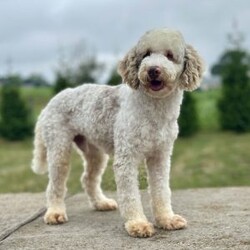 Casey/Cavapoo									Puppy/Male	/9 Weeks,Casey is a stunning male F1 Cavapoo with a striking blue merle coat and a bright, expressive face that immediately draws attention. His unique coloring paired with his soft features gives him a standout presence, while his early temperament appears balanced and attentive. 