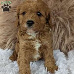 Champ/Cavapoo									Puppy/Male	/7 Weeks,Hi meet Champ! I am a happy healthy puppy looking for someone to give me lots of puppy kisses and play with me !! My parents are friendly and love attention, momma Luna is a miniature poodle weighing around 14 pounds daddy Lincoln is a cavalier . Any questions feel free to call Rebecca and she would love to chat with you!!