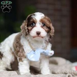 Emmett/Cockapoo									Puppy/Male	/7 Weeks,Introducing an adorable F1 Cockapoo named Emmett! This boy is the definition of sweet and lovable—always ready to greet people with tail wags and snuggles. He has a playful side too, especially when there’s a toy involved or a new spot to explore. With his soft, wavy coat and warm eyes, he knows exactly how to melt hearts. Whether it’s joining in on adventures or curling up for a cozy nap, this little one may just be the perfect little sidekick for your family!