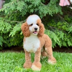 Jessabelle/Mini Sheepadoodle									Puppy/Female	/8 Weeks,Meet Jessabelle! This sweet and adorable F1B Mini Sheepadoodle is looking for a forever family!